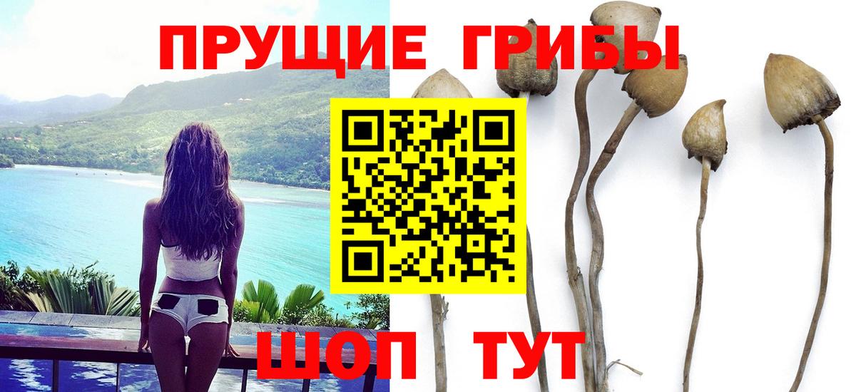Обнинск  Псилоцибиновые грибы GOLDEN TEACHER  Галлюциногенные грибы Psilocybine cubensis  Вход с VPN 